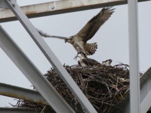 Nest van een osprey